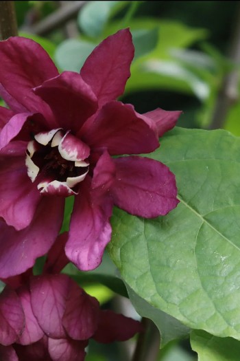 Калікант квітчастий Хартледж Вайн | Каликант цветастый Хартледж Вайн | Calycanthus floridus Hartlage Wine